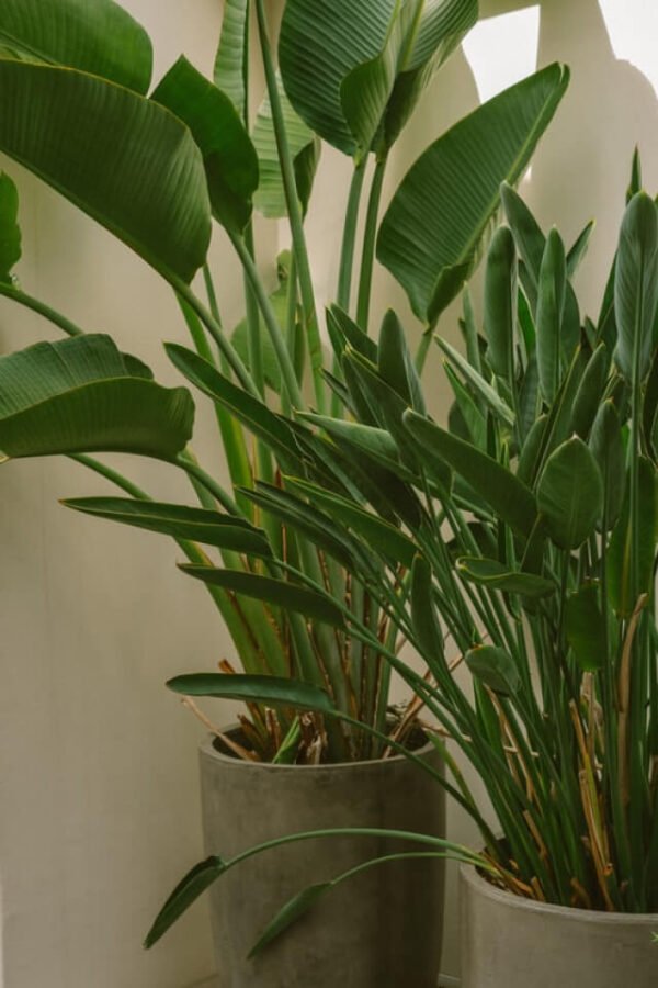 Spathiphyllum - Зображення 2