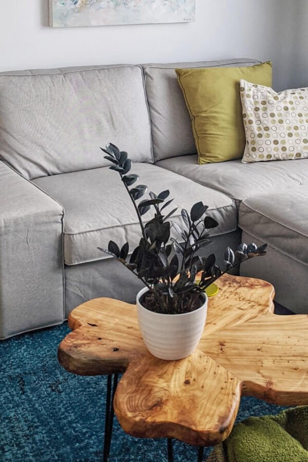 Calathea Rufibarba - Зображення 2